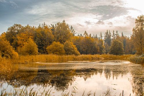 Herfst in het Kuinderbos