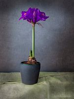 Amaryllis Purple