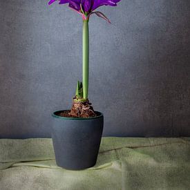 Amaryllis violett von Ton Buijs