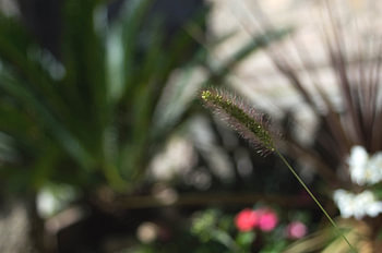 gras in de zon
