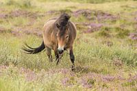 Exmoor Pony 
