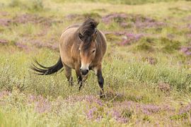 Exmoor Pony  by Art Wittingen