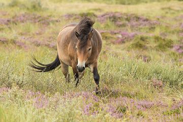 Exmoor Pony  by Art Wittingen