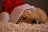 Golden Retriever dog with Santa hat