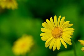 Abendspaziergang Marquette Landgut heemskerk von Tomasz_best_shots