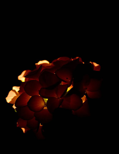 „Ember Hydrangea XIII“