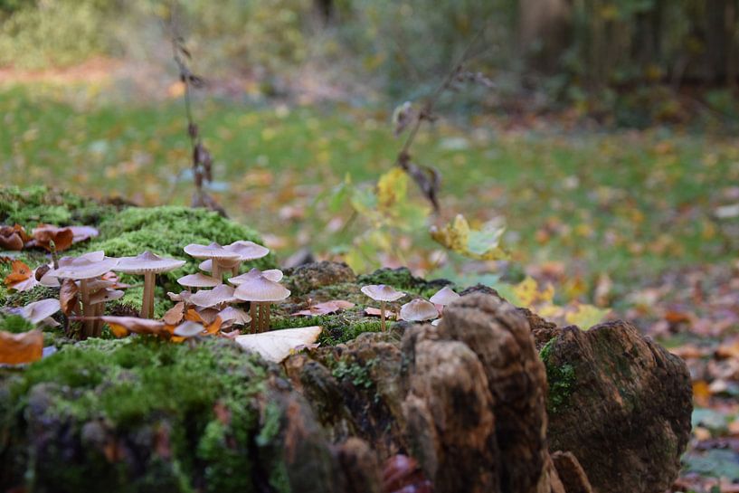 Herfst in het Haagsche bos van Jan Radstake