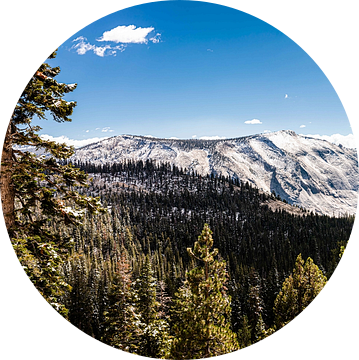 Panorama Landschap Rotsen en Coniferen bij Tioga Pass in Yosemite National Park California USA van Dieter Walther