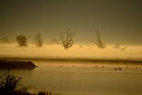 Oostvaardersplassen