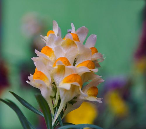 Fleur sauvage "le bec de lin