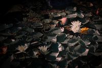 La fleur d'eau