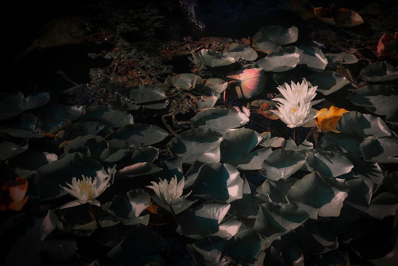 Die Wasserblume von Faucon Alexis