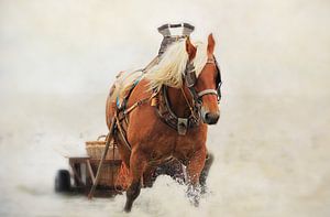 Cheval avec charrette dans l'eau