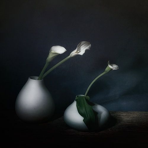 Lueur d'hiver . Nature morte avec arum .