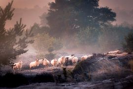 Herd of sheep on the Aekinger sand by Ton Drijfhamer