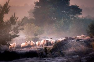 Troupeau de moutons sur le sable d'Aekinger sur Ton Drijfhamer