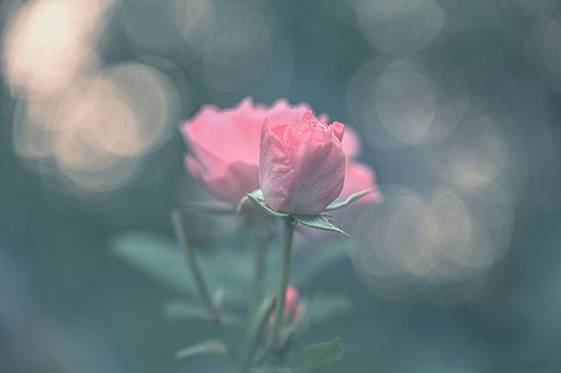 bloemen part 420 van Tania Perneel