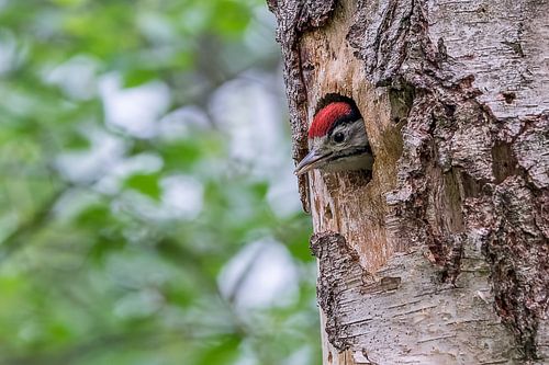 Jonge Grote Bonte Specht