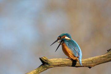 IJsvogel met braakbal van Tanja van Beuningen