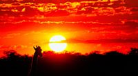Giraffe genießt den Sonnenuntergang, Namibia von W. Woyke Miniaturansicht