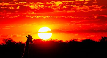 Giraffe watching the sunset, Namibia