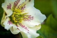 Helleborus in close-up