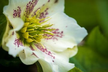 Helleborus en gros plan sur Goffe Jensma