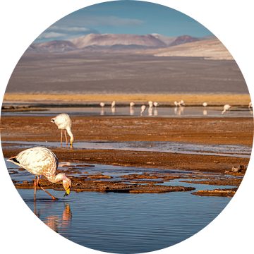 Flamingos in de Puna Atacama