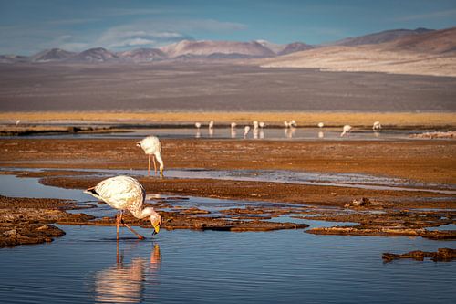 Flamingos in the Puna Atacama