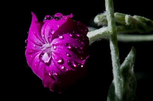 Blüte im Morgentau von Michel Lumiere