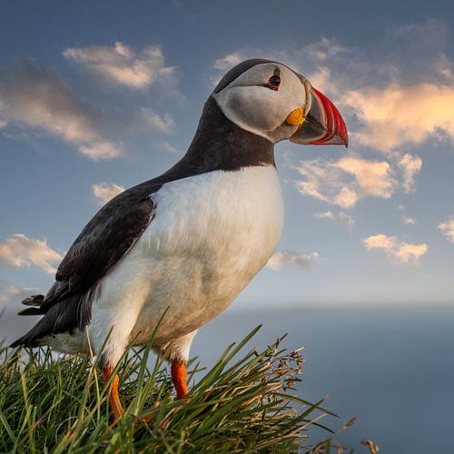 Papageientaucher, bei Sonnenuntergang