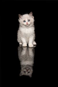 Niedliche ragdoll Kätzchen mit blauen Augen auf einem schwarzen Hintergrund