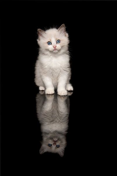 Niedliche ragdoll Kätzchen mit blauen Augen auf einem schwarzen Hintergrund von Elles Rijsdijk