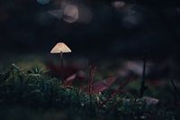 Champignon anguille de hêtre
