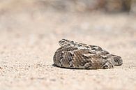Puff adder by Robert Styppa thumbnail