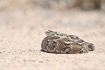 Puff adder by Robert Styppa