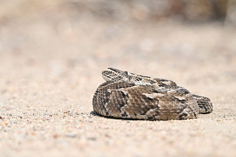 Puff adder by Robert Styppa