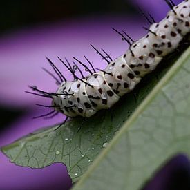 Caterpillar by Sander Wijman