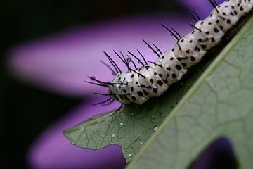 Caterpillar von Sander Wijman