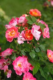 Roses by Thomas Jäger