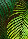 TROPICAL GREENERY LEAVES no8 von Pia Schneider Miniaturansicht