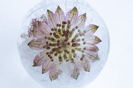 Pinke Blüte in Eiskugel 1