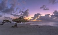 Divi Divi Aruba