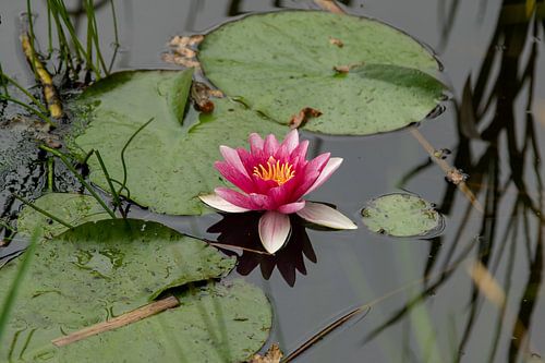 roze waterlelie in bloei