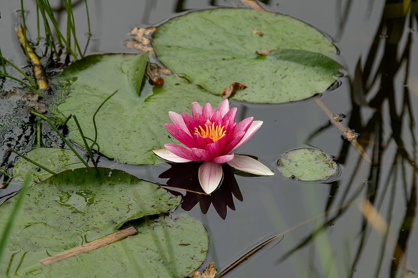 nénuphar rose en fleur par M. B. fotografie