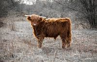 Schotse Hooglander