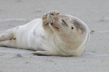 Sceau sur Rinnie Wijnstra (FotoAmeland )