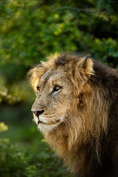 Lion in South Africa by Paula Romein