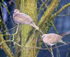 Een duivenpaar op een tak van ManfredFotos
