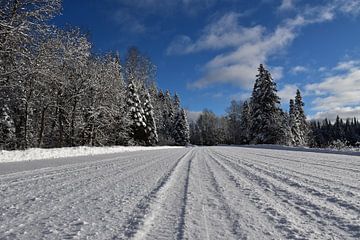 Een besneeuwd bos na de storm van Claude Laprise